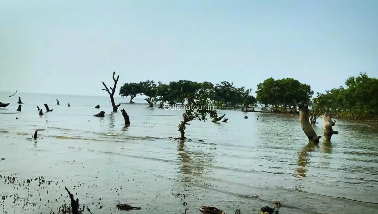Bichitrapur Mangrove Reserve